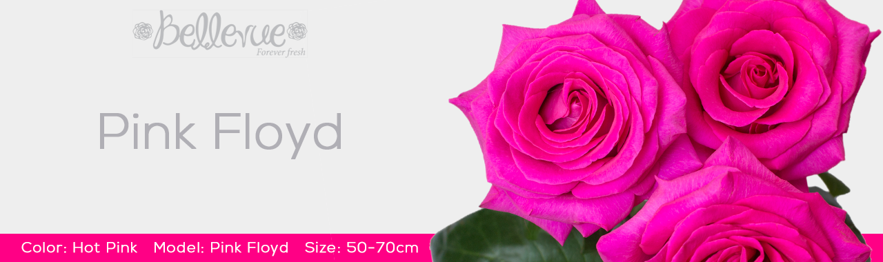 Pink Floyd Roses | BellevueRoses.com